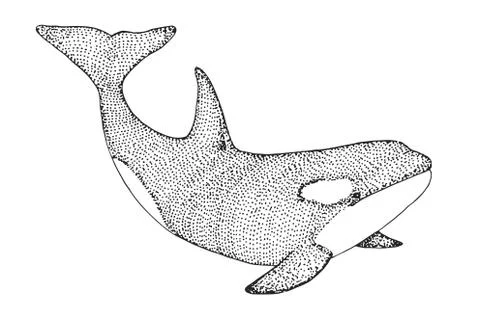 Hand drawn killer whale. Vector illustration in sketch style Stock Illustration