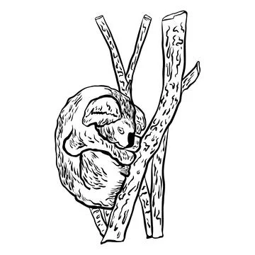 Hand drawn koala sleeping on a branch in graphic style. Vector illustration Stock Illustration