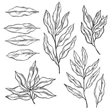 Hand drawn laurel plant. Vector  sketch illustration Stock Illustration