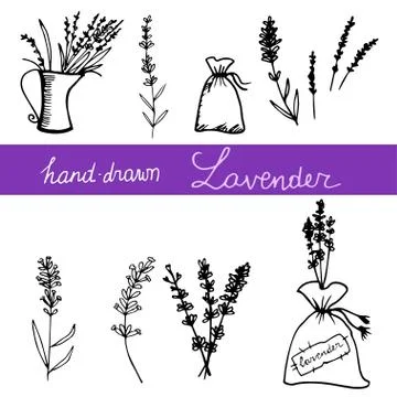 Hand drawn lavander set Stock Illustration