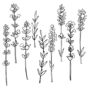 Hand drawn  lavender. Illustrazione stock