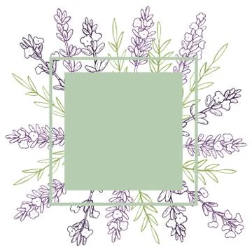 Hand drawn  lavender. Stock Illustration