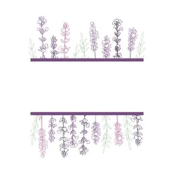 Hand drawn  lavender. Stock Illustration