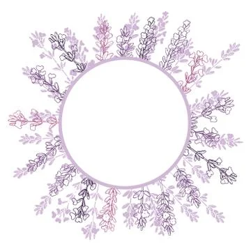 Hand drawn  lavender. Stock Illustration