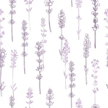 Hand drawn  lavender. Stock Illustration