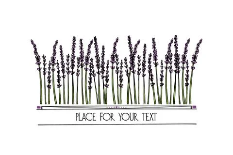 Hand drawn lavender pattern Stock Illustration