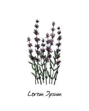 Hand drawn lavender pattern Stock Illustration