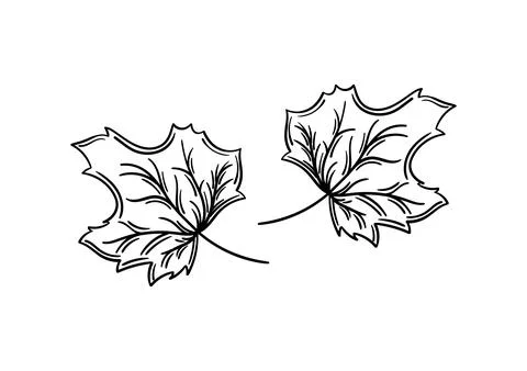 Hand drawn leaf with autumn theme 7 Stock Illustration