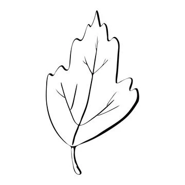 Hand drawn leaf black coloring. Isolated on white background. Vector botanical Stock Illustration