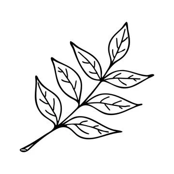 Hand drawn leaf in Doodle style. Stock Illustration