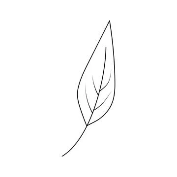 Hand drawn leaf in line art doodle style. Botanical decorative element. Stock Illustration