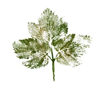 Hand drawn leaf stamp Stock Illustration