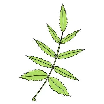 Hand drawn leaf of the tree. Vector illustration of a falling leaf of a tree. Stock Illustration