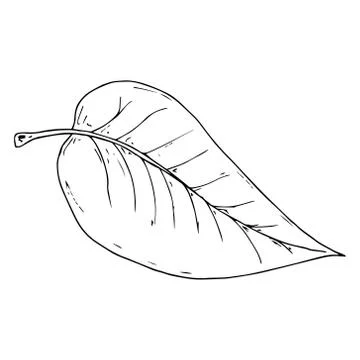 Hand drawn leaf of the tree. Vector illustration of a falling leaf of a tree. Stock Illustration