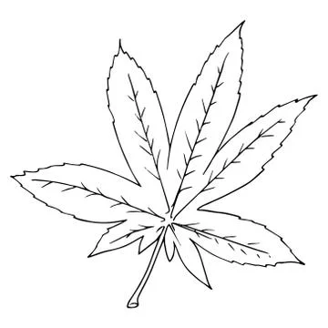 Hand drawn leaf of the tree. Vector illustration of a falling leaf of a tree. Stock Illustration