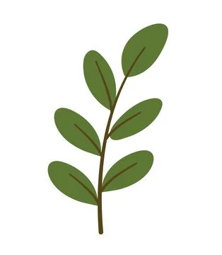 Hand drawn leafy branch with fresh green leaves for eco nature decoration Stock Illustration