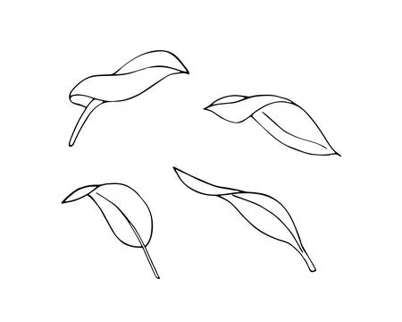 Hand-drawn leaves set.  Different variations of leaves. Drawing of leaves. Stock Illustration