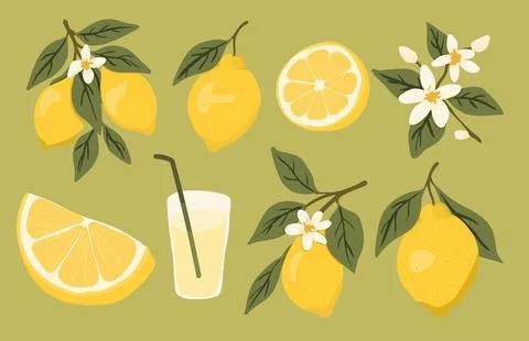 Hand Drawn Lemon and Citrus Vector Set Stock Illustration
