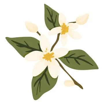 Hand Drawn Lemon Blossoms Stock Illustration