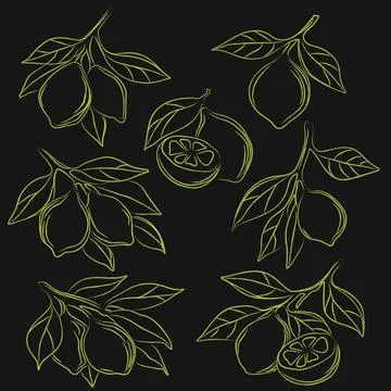 Hand drawn lemon branches collection in ink lineart style Stock Illustration