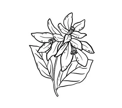 Hand drawn lemon flower. Vector outline sketch. Line art floral doodle isolated Stock Illustration