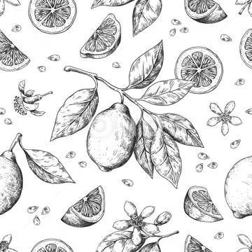 Hand drawn lemon pattern. Vintage seamless texture for juice label, citrus ink Stock Illustration