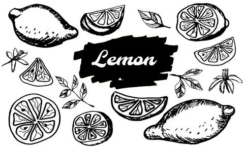 Hand drawn lemon. Vector illustration summer food set Stock Illustration