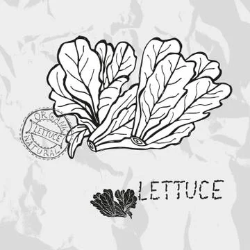 Hand drawn lettuce, design elements. vegetable Stock Illustration