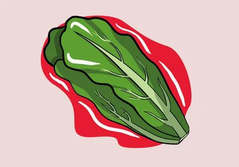Hand drawn Lettuce flat icon, vegetable and salad leaf, vector graphics Ilustración de archivo