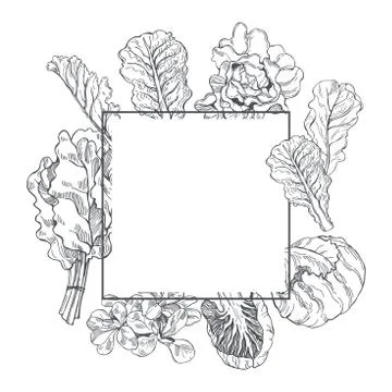 Hand drawn  lettuce. Vector  frame. Stock Illustration
