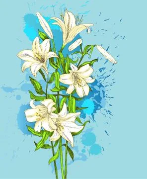 Hand-drawn lily on blue  background Stock Illustration