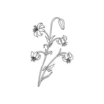 Hand drawn lily flower Stock Illustration