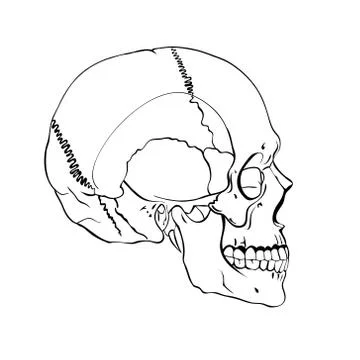 Hand drawn line art anatomically correct human skull Stock Illustration