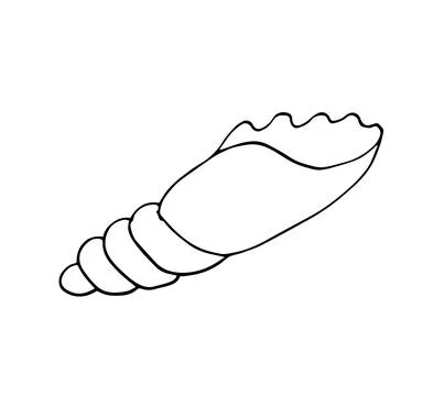 Hand-drawn Line Art Seashell Illustration Stock Illustration