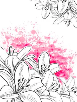 Hand drawn line vector lily card pink Stock Illustration