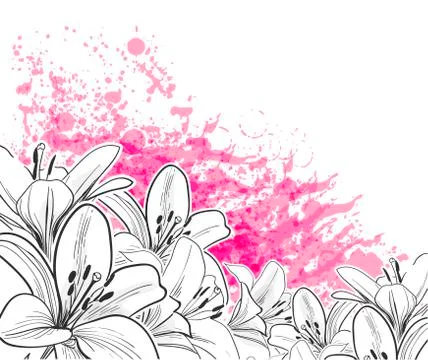 Hand drawn line vector lily card pink Stock Illustration