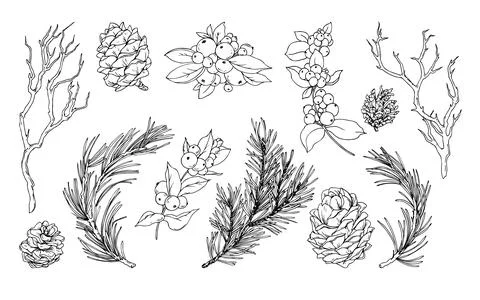 Hand drawn linear graphic illustration of spruce, cedar branches and cones Stock Illustration