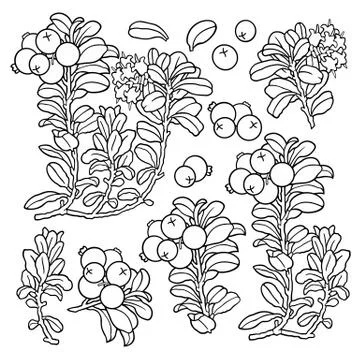 Hand drawn lingonberry . Set of objects. Stock Illustration