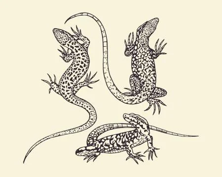 Hand drawn lizards Stock Illustration