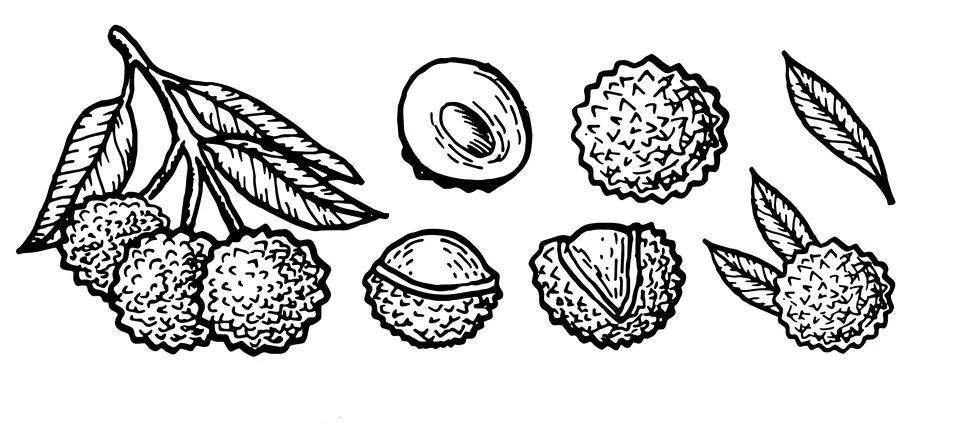 Hand drawn Lychee fruit branch, berry and leaves set. Stock Illustration