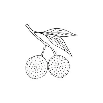 Hand-drawn lychee fruit. Vector illustration in doodle-style.  Branch of Ly.. Stock Illustration