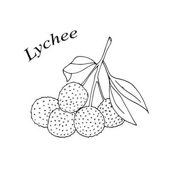 Hand-drawn lychee fruit. Vector illustration in doodle-style.  Branch of Ly.. Stock Illustration
