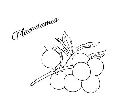 Hand-drawn Macadamia branch with nuts and leaves. Vector botanical illustra.. Stockillustratie