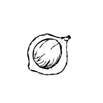 Hand drawn Macadamia nut - vector icon outline Stock Illustration