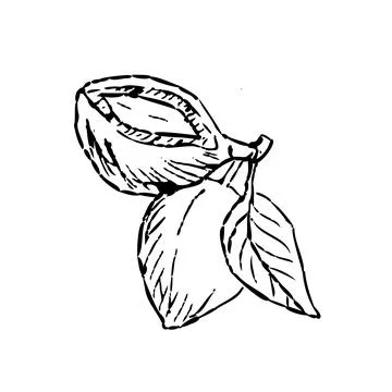 Hand drawn Macadamia Nuts with leaf outline sketch Illustrazione stock