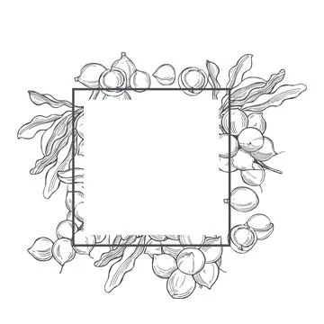 Hand drawn  Macadamia. Vector frame. Stock Illustration