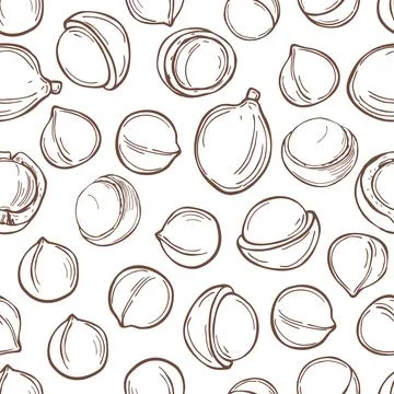 Hand drawn  macadamia. .Vector  pattern. Stock Illustration