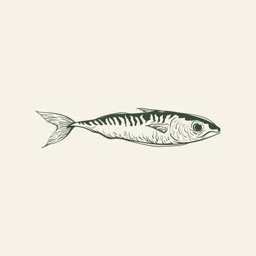 Hand Drawn Mackerel Fish in Green on a Cream Background Stock Illustration
