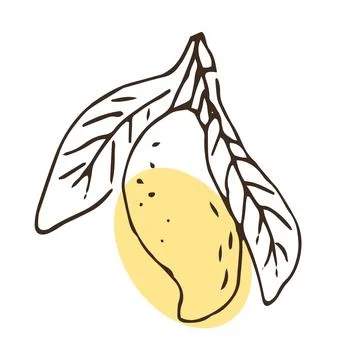 Hand drawn Mango fruit with leaf in sketch art イラスト素材