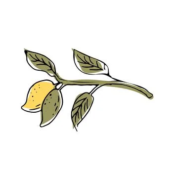 Hand drawn Mango fruit with leaves - ink sketch with color イラスト素材